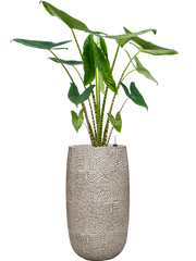 Alocasia zebrina in Marly Office Plant With Pot 148cm Height 27.5cm Dia