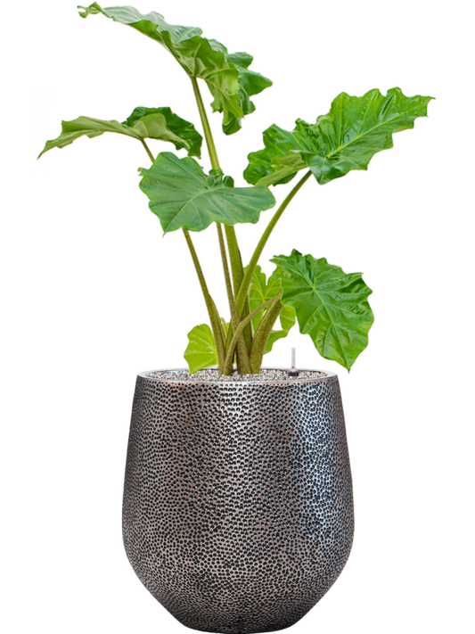 Alocasia 'Portodora' in Baq Opus Hit Office Plant With Pot 115cm Height 30cm Dia