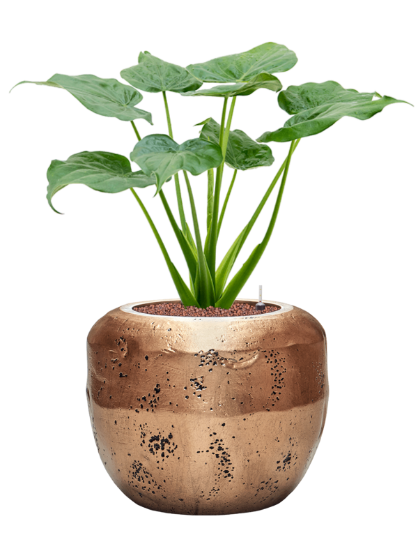 Alocasia cucullata in Baq Opus Raw Office Plant With Pot 90cm Height 31cm Dia