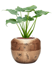 Alocasia cucullata in Baq Opus Raw Office Plant With Pot 90cm Height 31cm Dia