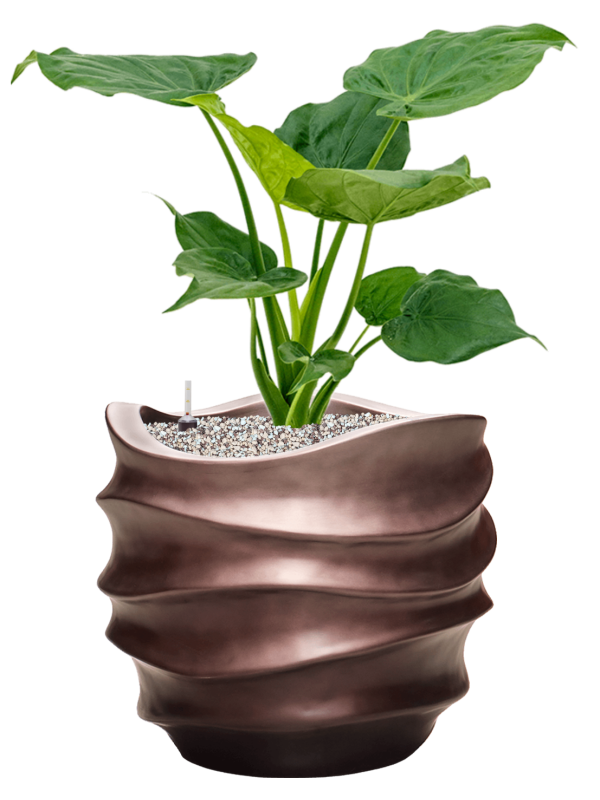 Alocasia cucullata in Baq Gradient Lee Office Plant With Pot 73cm Height 27cm Dia