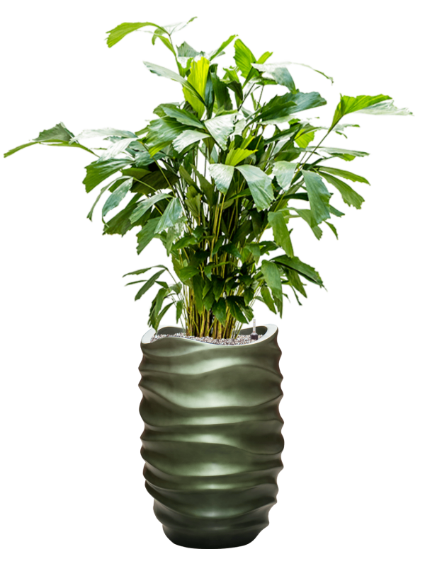 Caryota mitis in Baq Gradient Lee Office Plant With Pot 145cm Height 27cm Dia