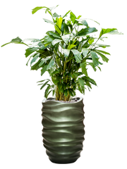 Caryota mitis in Baq Gradient Lee Office Plant With Pot 145cm Height 27cm Dia