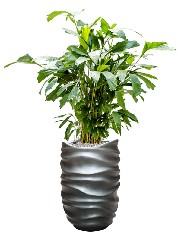 Caryota mitis in Baq Gradient Lee Office Plant With Pot 144cm Height 27cm Dia