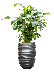 Caryota mitis in Baq Gradient Lee Office Plant With Pot 144cm Height 27cm Dia