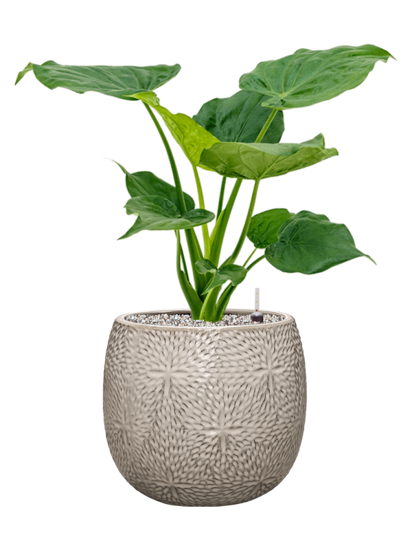 Alocasia cucullata in Marly Office Plant With Pot 68cm Height 23cm Dia