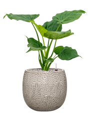 Alocasia cucullata in Marly Office Plant With Pot 68cm Height 23cm Dia