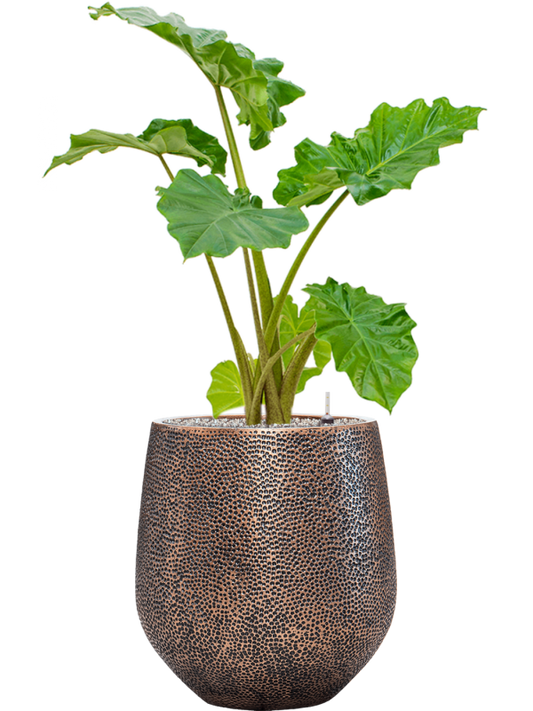 Alocasia 'Portodora' in Baq Opus Hit Office Plant With Pot 116cm Height 30cm Dia