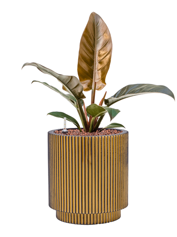 Philodendron 'Imperial Red' in Capi Nature Groove Office Plant With Pot 46cm Height 17cm Dia