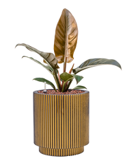 Philodendron 'Imperial Red' in Capi Nature Groove Office Plant With Pot 46cm Height 17cm Dia