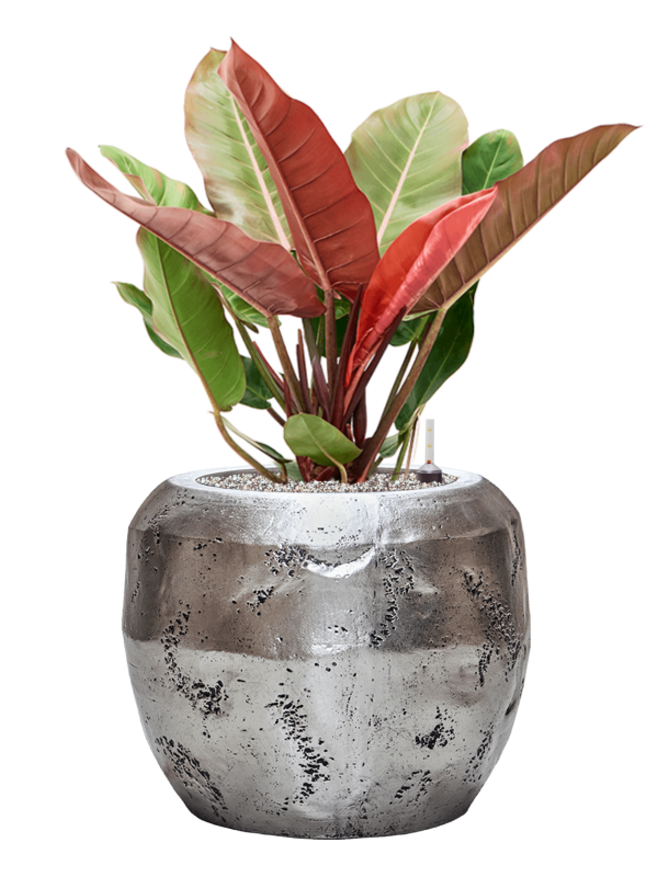 Philodendron 'Prince of Orange' in Baq Opus Raw Office Plant With Pot 86cm Height 31cm Dia