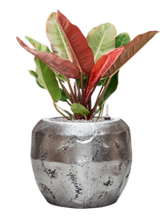 Philodendron 'Prince of Orange' in Baq Opus Raw Office Plant With Pot 86cm Height 31cm Dia