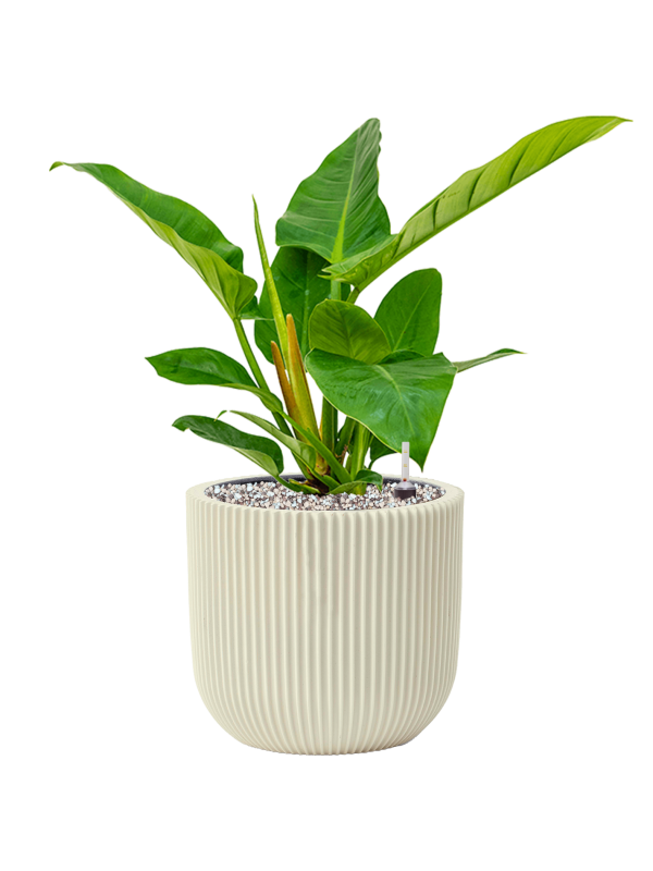 Philodendron `Imperial Green' in Capi Nature Groove Special Office Plant With Pot 48cm Height 21cm Dia