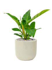 Philodendron `Imperial Green' in Capi Nature Groove Special Office Plant With Pot 48cm Height 21cm Dia