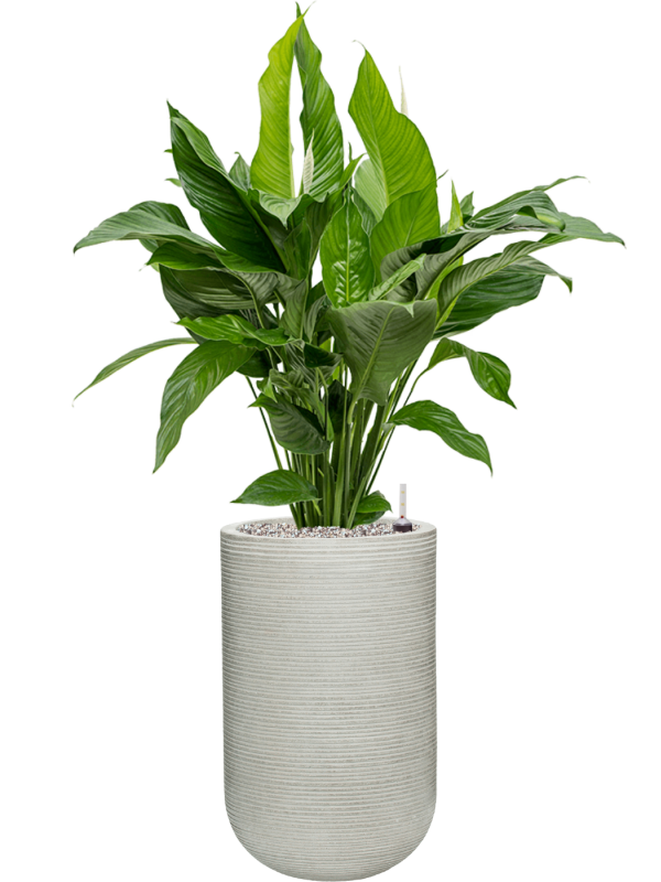 Spathiphyllum 'Sweet Lauretta' in Ridged Horizontally Office Plant With Pot 108cm Height 26cm Dia