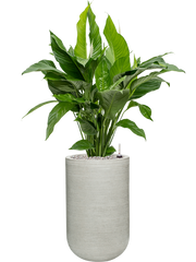 Spathiphyllum 'Sweet Lauretta' in Ridged Horizontally Office Plant With Pot 108cm Height 26cm Dia