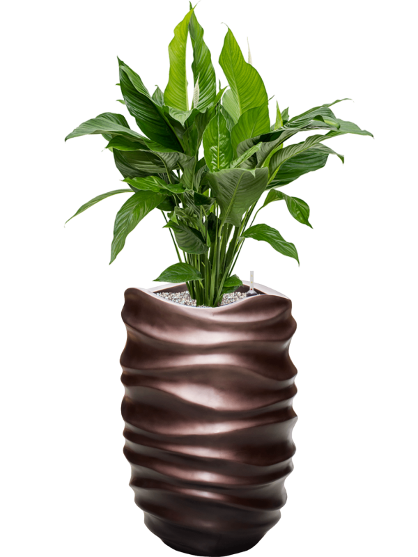 Spathiphyllum 'Sweet Lauretta' in Baq Gradient Lee Office Plant With Pot 121cm Height 27cm Dia