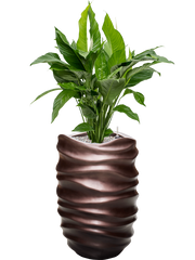 Spathiphyllum 'Sweet Lauretta' in Baq Gradient Lee Office Plant With Pot 121cm Height 27cm Dia