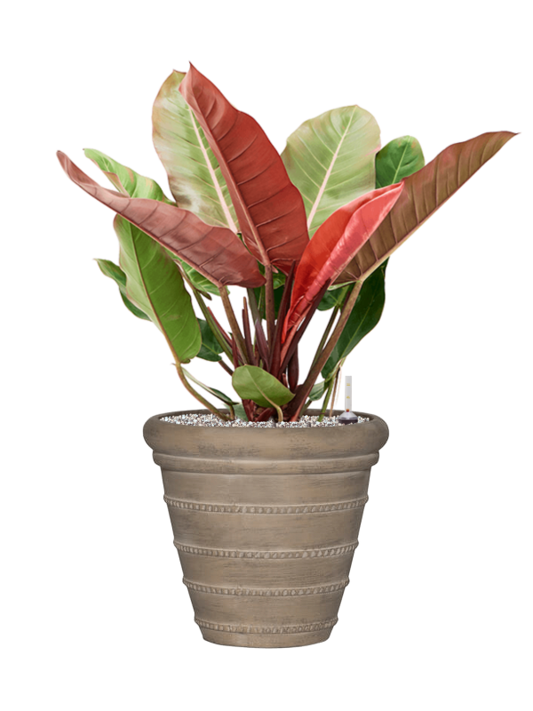 Philodendron 'Prince of Orange' in Treasure Office Plant With Pot 78cm Height 32cm Dia