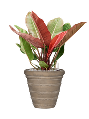 Philodendron 'Prince of Orange' in Treasure Office Plant With Pot 78cm Height 32cm Dia