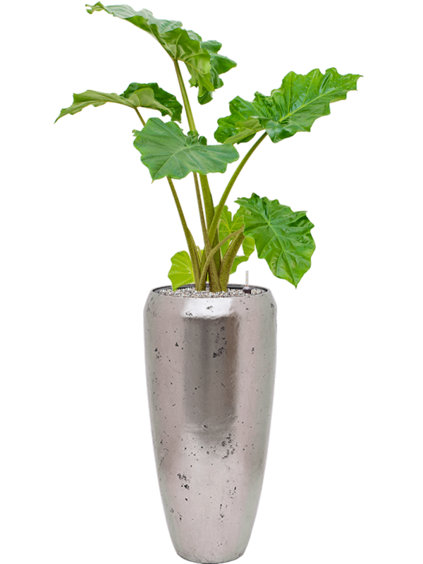 Alocasia 'Portodora' in Baq Opus Raw Office Plant With Pot 132cm Height 24cm Dia