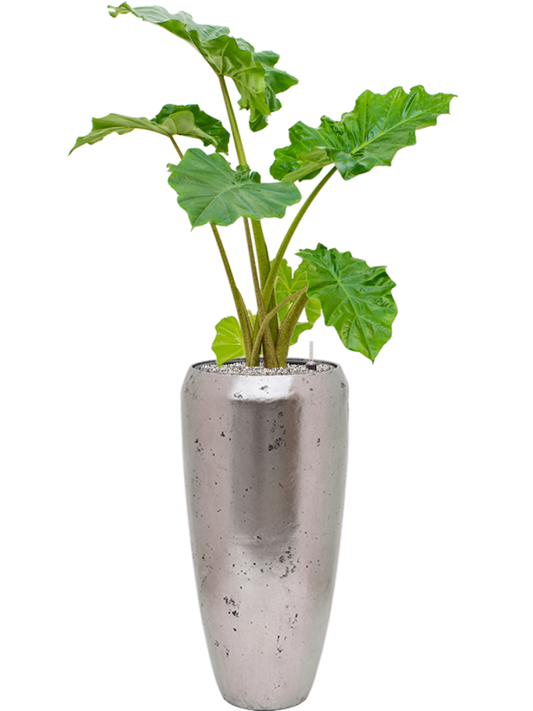 Alocasia 'Portodora' in Baq Opus Raw Office Plant With Pot 132cm Height 24cm Dia