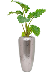 Alocasia 'Portodora' in Baq Opus Raw Office Plant With Pot 132cm Height 24cm Dia