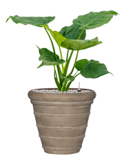 Alocasia cucullata in Treasure Office Plant With Pot 72cm Height 32cm Dia