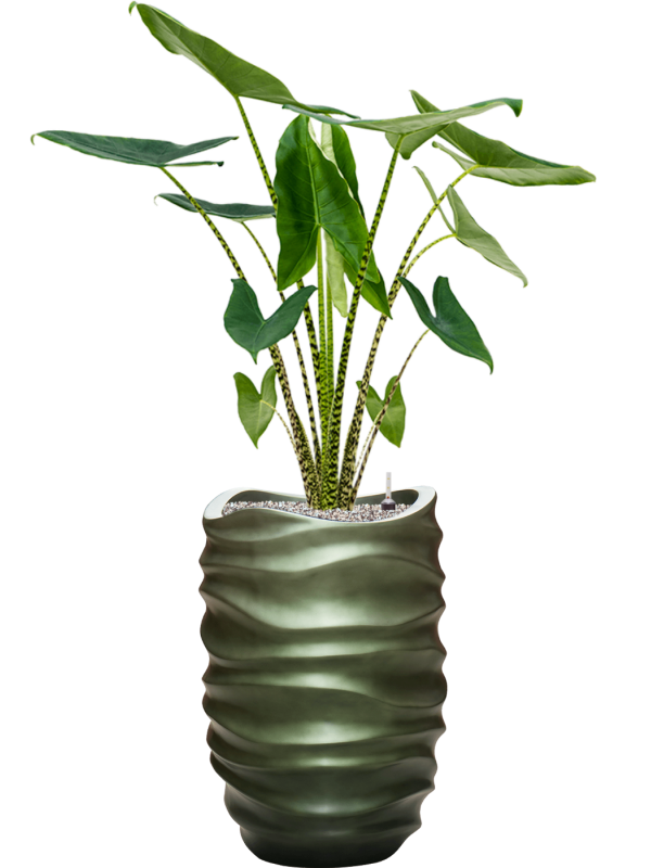Alocasia zebrina in Baq Gradient Lee Office Plant With Pot 142cm Height 27cm Dia