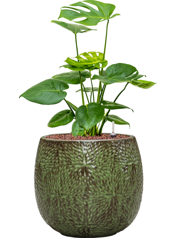 Monstera deliciosa in Marly Office Plant With Pot 65cm Height 23cm Dia