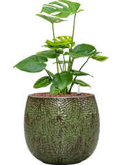 Monstera deliciosa in Marly Office Plant With Pot 65cm Height 23cm Dia