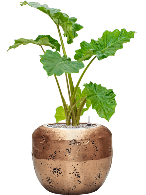 Alocasia 'Portodora' in Baq Opus Raw Office Plant With Pot 107cm Height 31cm Dia