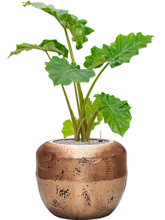 Alocasia 'Portodora' in Baq Opus Raw Office Plant With Pot 107cm Height 31cm Dia