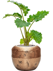 Alocasia 'Portodora' in Baq Opus Raw Office Plant With Pot 107cm Height 31cm Dia