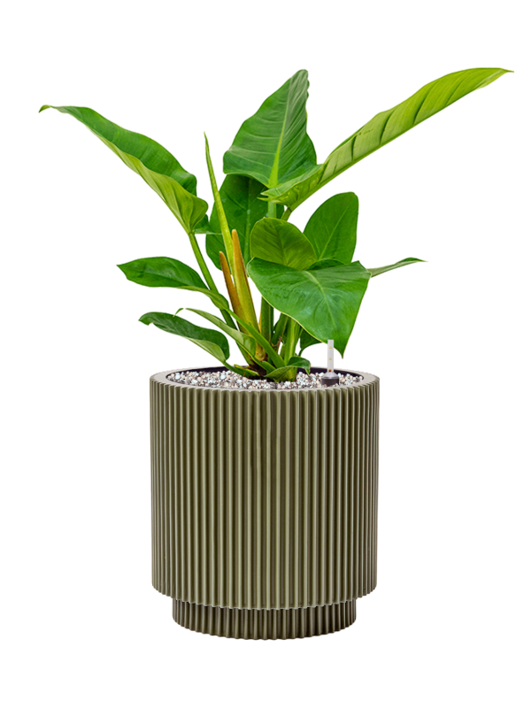 Philodendron `Imperial Green' in Capi Nature Groove Special Office Plant With Pot 53cm Height 20.5cm Dia
