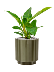 Philodendron `Imperial Green' in Capi Nature Groove Special Office Plant With Pot 53cm Height 20.5cm Dia
