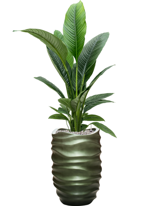 Spathiphyllum 'Sensation' in Baq Gradient Lee Office Plant With Pot 160cm Height 27cm Dia