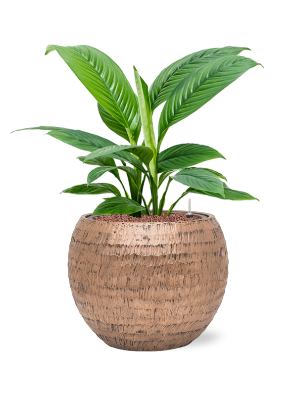 Spathiphyllum 'Sensation' in Baq Opus Hammered Office Plant With Pot 71cm Height 27cm Dia