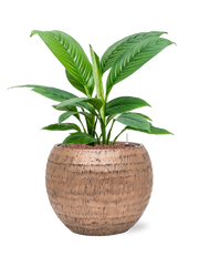 Spathiphyllum 'Sensation' in Baq Opus Hammered Office Plant With Pot 71cm Height 27cm Dia