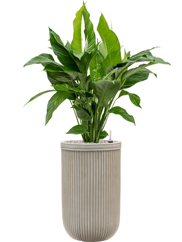 Spathiphyllum 'Sweet Lauretta' in Baq Vertical Rib Office Plant With Pot 111cm Height 26cm Dia