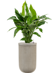 Spathiphyllum 'Sweet Lauretta' in Baq Vertical Rib Office Plant With Pot 111cm Height 26cm Dia