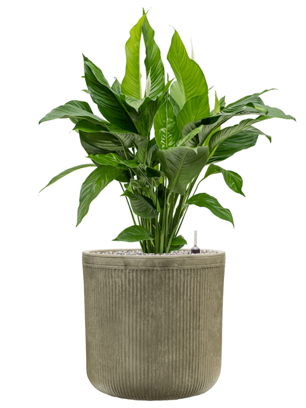 Spathiphyllum 'Sweet Lauretta' in Baq Vertical Rib Office Plant With Pot 104cm Height 36cm Dia
