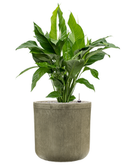 Spathiphyllum 'Sweet Lauretta' in Baq Vertical Rib Office Plant With Pot 104cm Height 36cm Dia