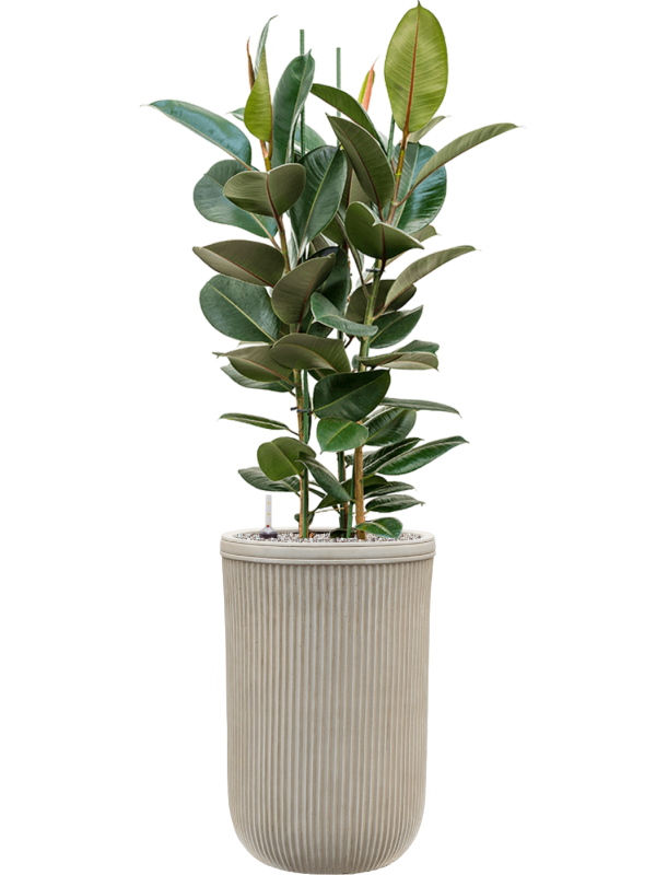 Ficus elastica 'Robusta' in Baq Vertical Rib Office Plant With Pot 146cm Height 33cm Dia