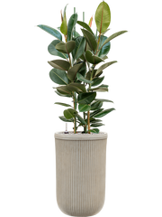Ficus elastica 'Robusta' in Baq Vertical Rib Office Plant With Pot 146cm Height 33cm Dia