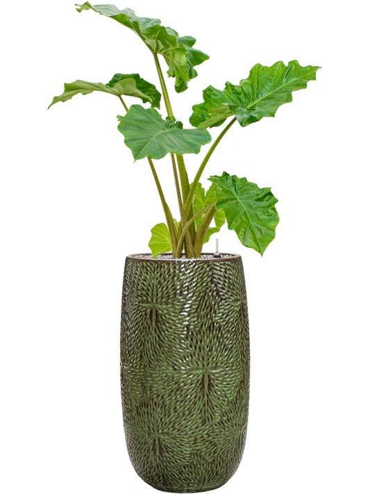 Alocasia 'Portodora' in Marly Office Plant With Pot 131cm Height 27.5cm Dia
