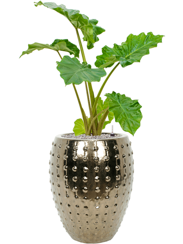 Alocasia 'Portodora' in Laos Office Plant With Pot 122cm Height 29cm Dia