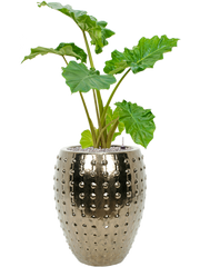 Alocasia 'Portodora' in Laos Office Plant With Pot 122cm Height 29cm Dia
