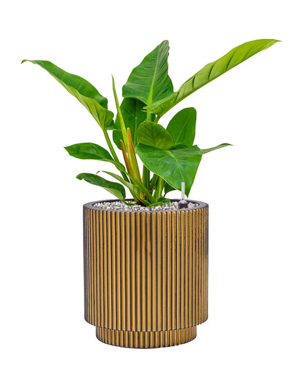 Philodendron `Imperial Green' in Capi Nature Groove Office Plant With Pot 52cm Height 21cm Dia