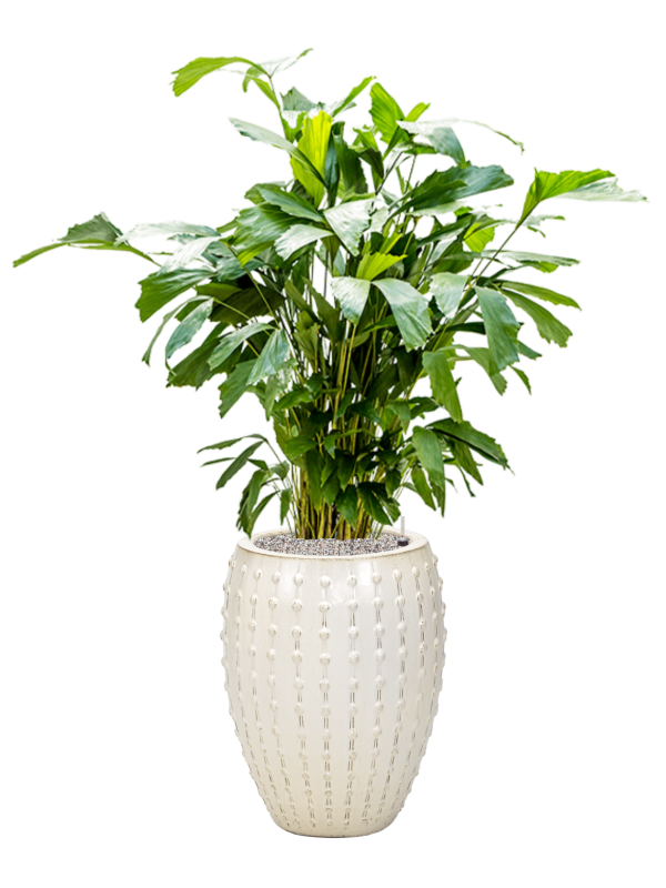 Caryota mitis in Laos Office Plant With Pot 140cm Height 29cm Dia